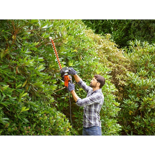 BLACKDECKER BEHTS501 hedge trimmer used outdoors for trimming tall green bushes.